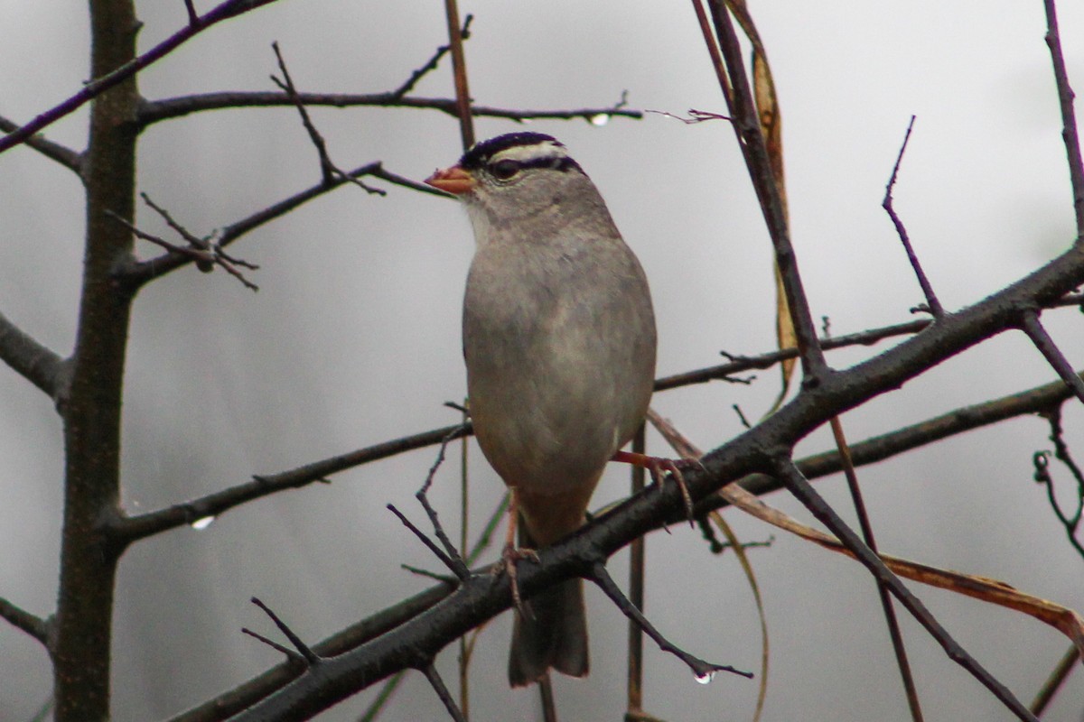 White-crowned Sparrow - ML612665046