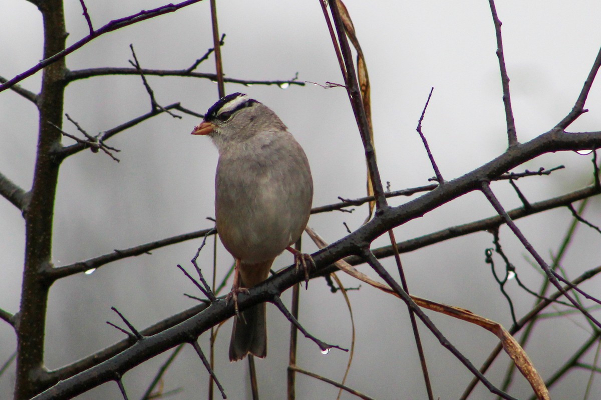White-crowned Sparrow - ML612665048