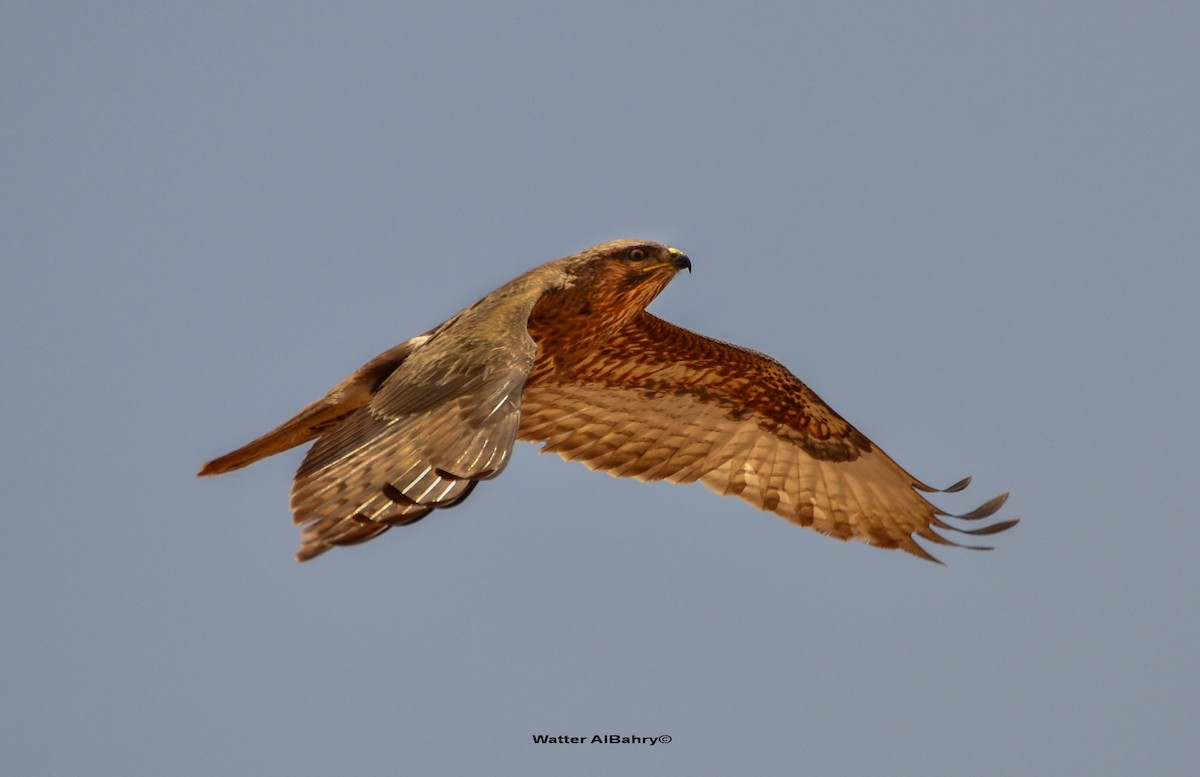 Common Buzzard (Steppe) - Watter AlBahry