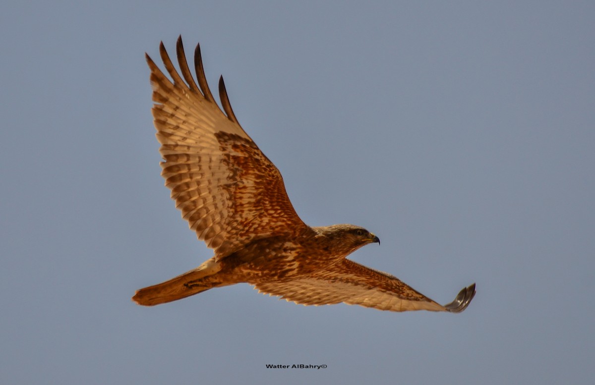 Common Buzzard (Steppe) - Watter AlBahry