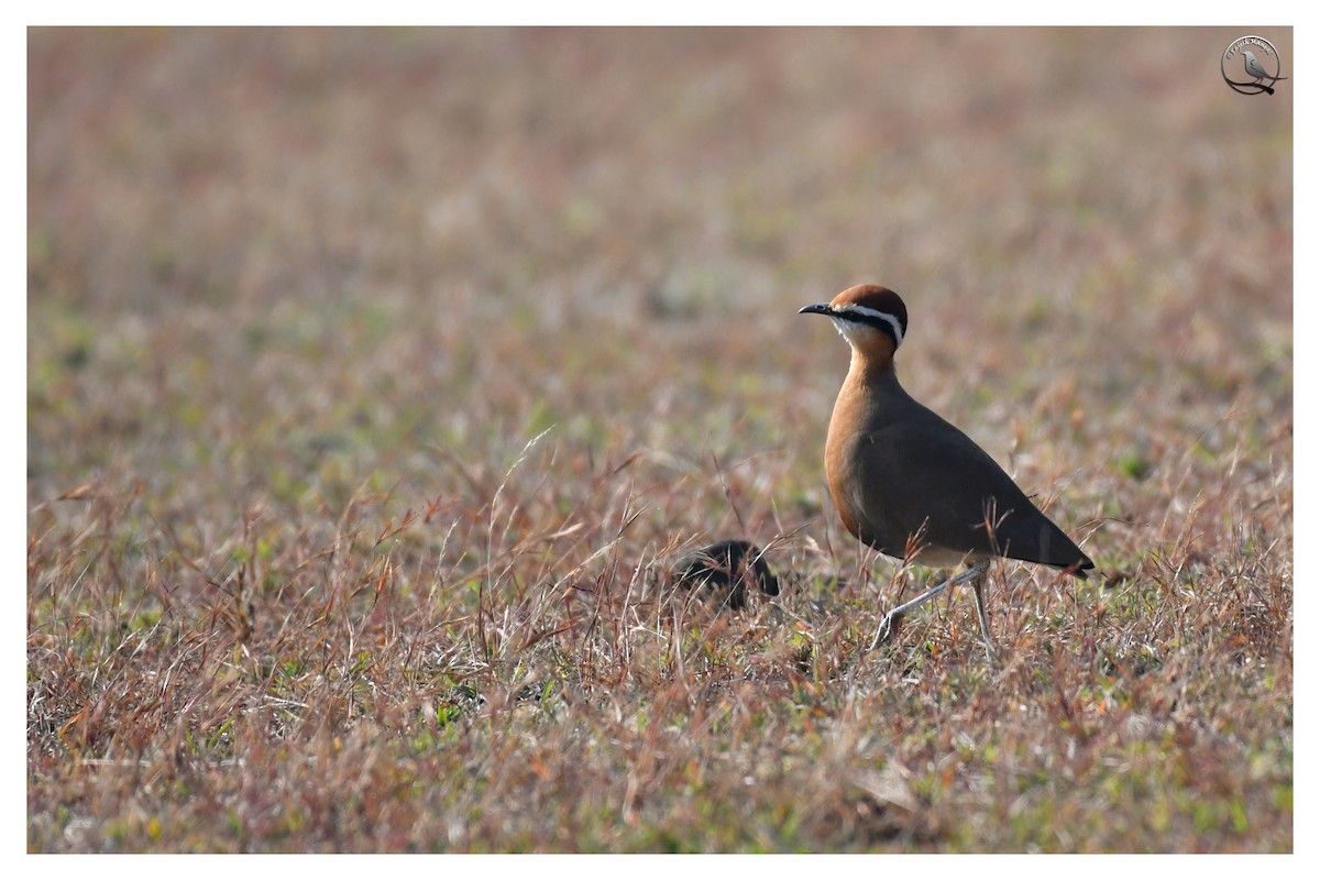Indian Courser - ML612665364