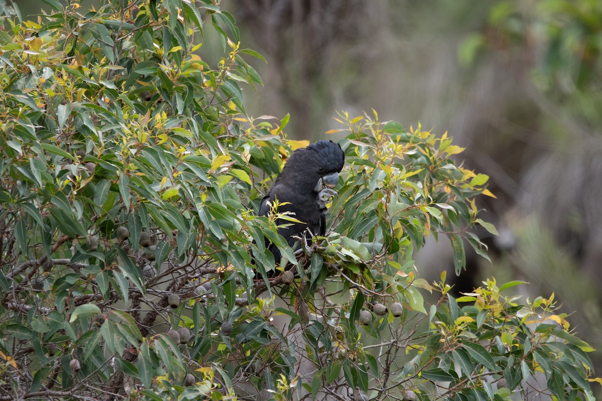 Red-tailed Black-Cockatoo - Mael Glon