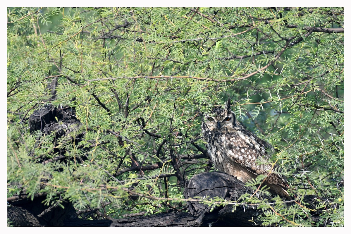 Rock Eagle-Owl - Rajesh Mangal
