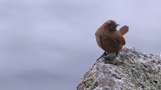 Pacific Wren (alascensis Group) - ML612665481