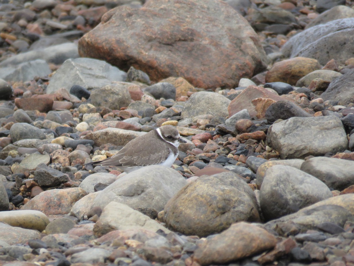Semipalmated Plover - ML612665537