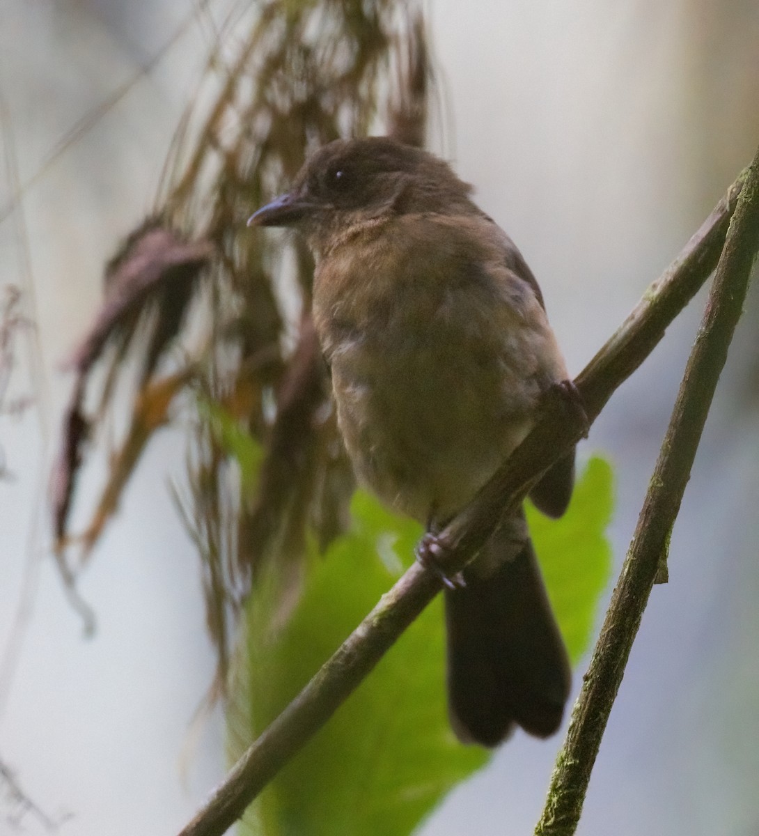 Brown-winged Schiffornis - ML612665714