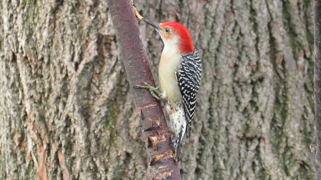 Red-bellied Woodpecker - ML612665909