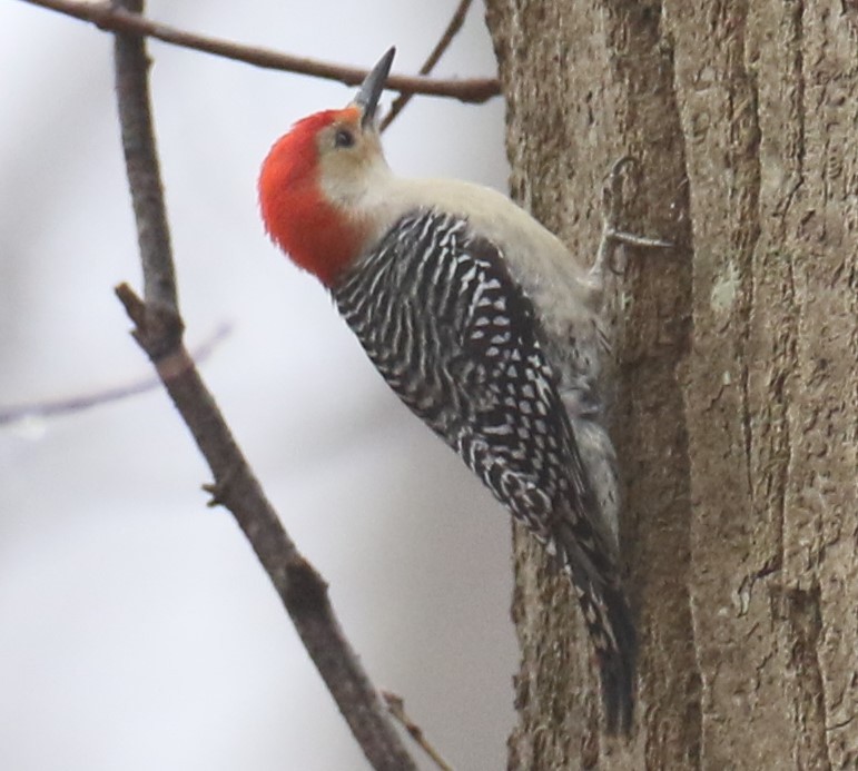 Red-bellied Woodpecker - ML612665940