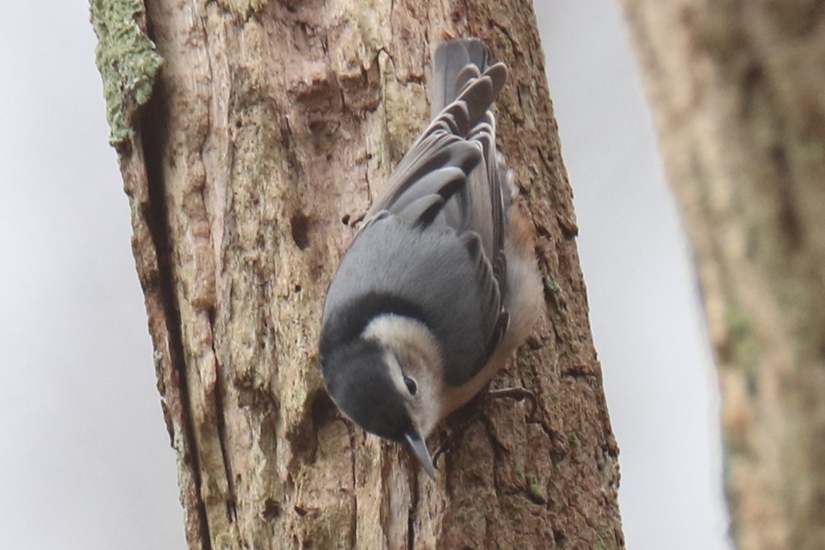 White-breasted Nuthatch - ML612665973