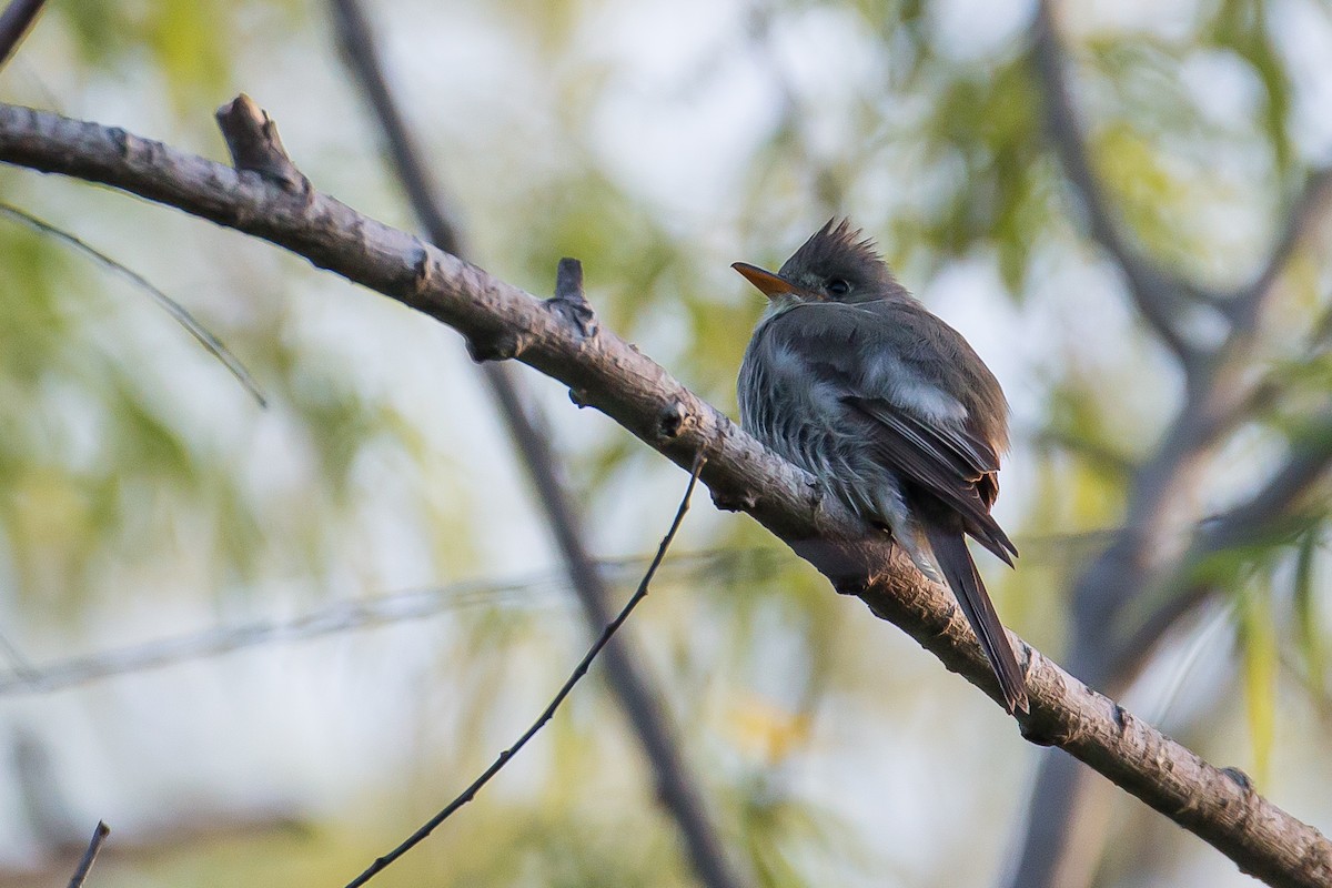Greater Pewee - ML612665975