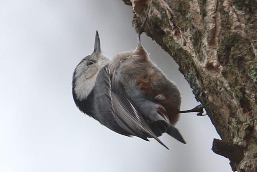 White-breasted Nuthatch - michael vedder