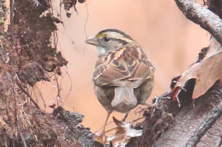 White-throated Sparrow - ML612665983