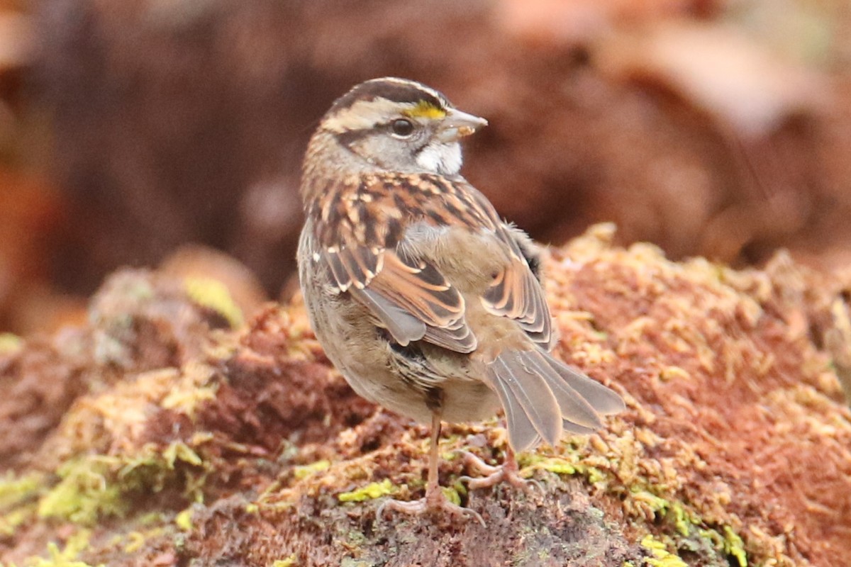 White-throated Sparrow - ML612665989