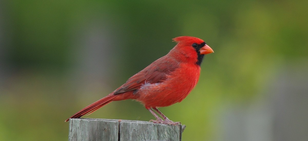 Northern Cardinal - chuck gehringer