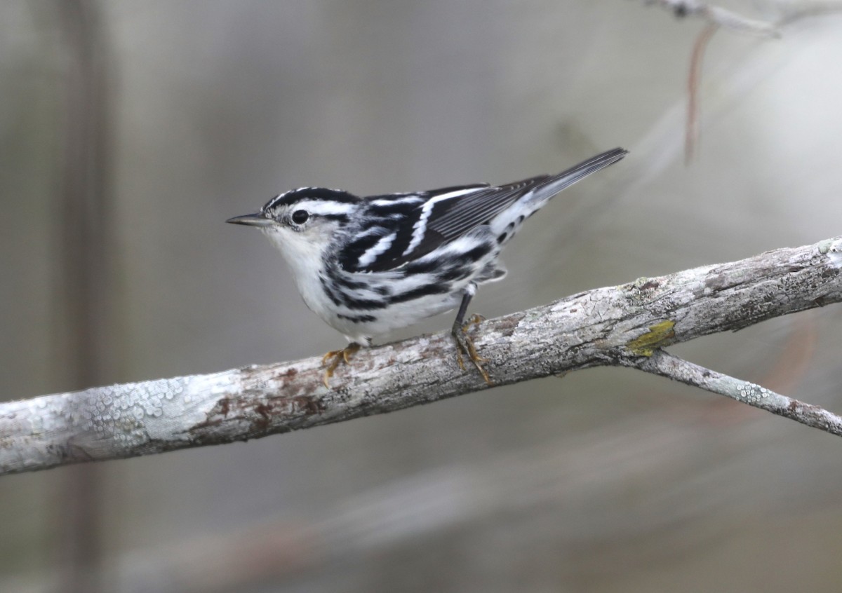 Black-and-white Warbler - ML612666648