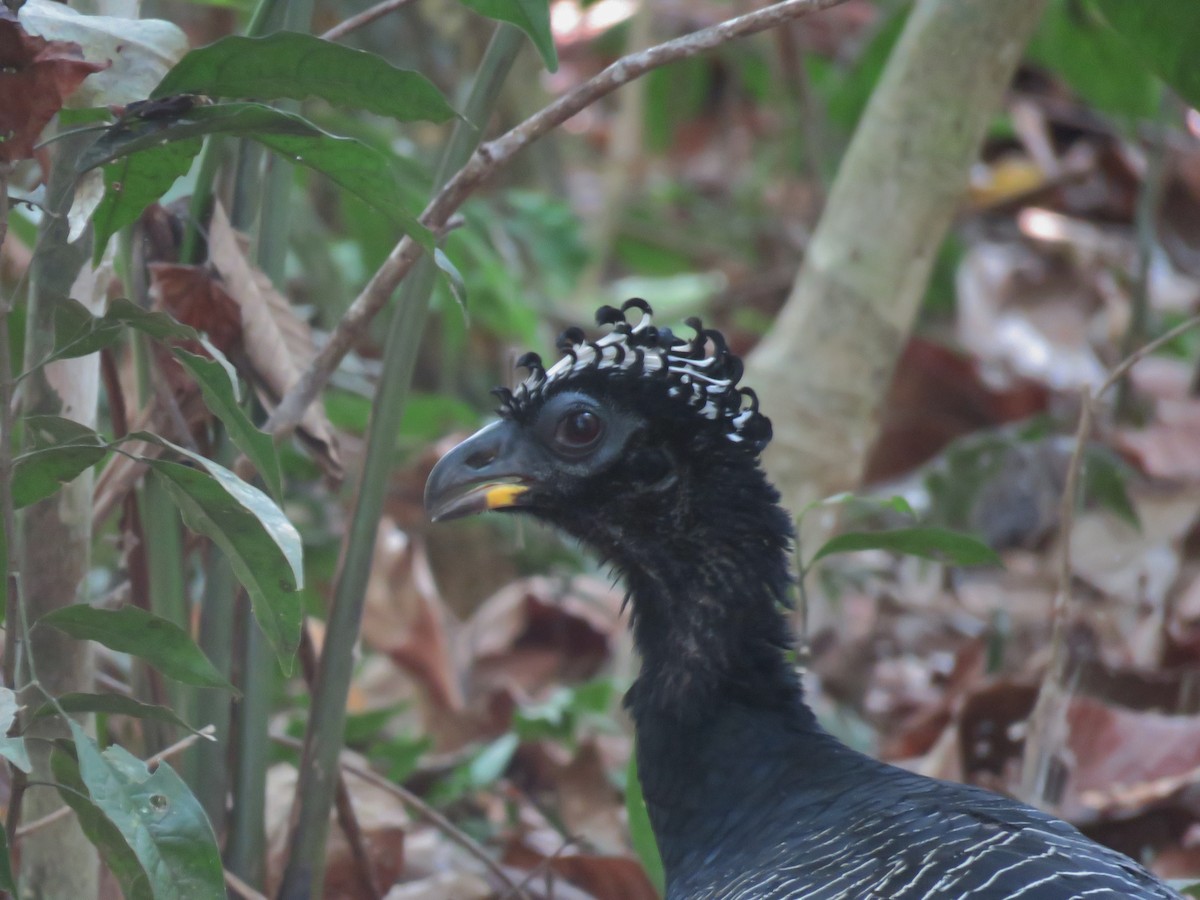 Bare-faced Curassow - ML612666682