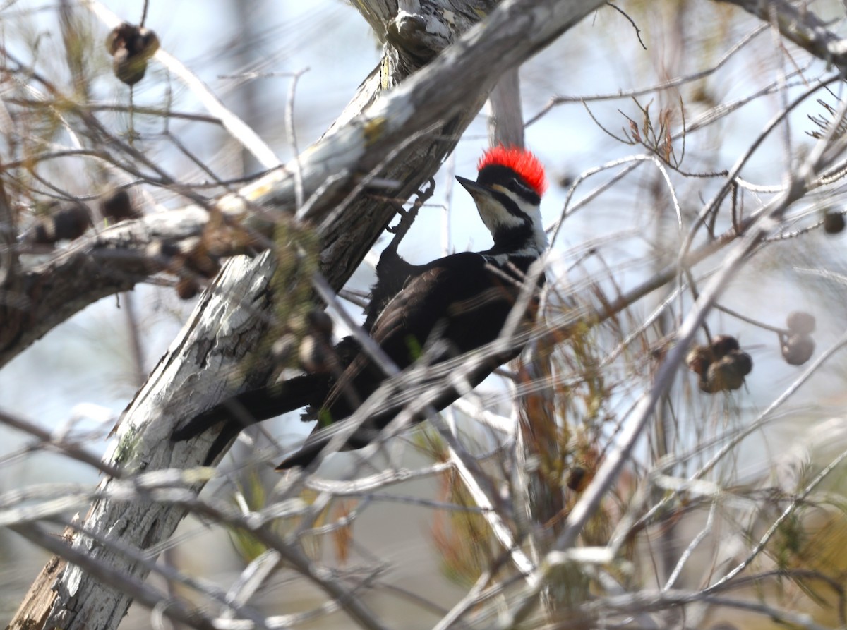 Pileated Woodpecker - "Chia" Cory Chiappone ⚡️