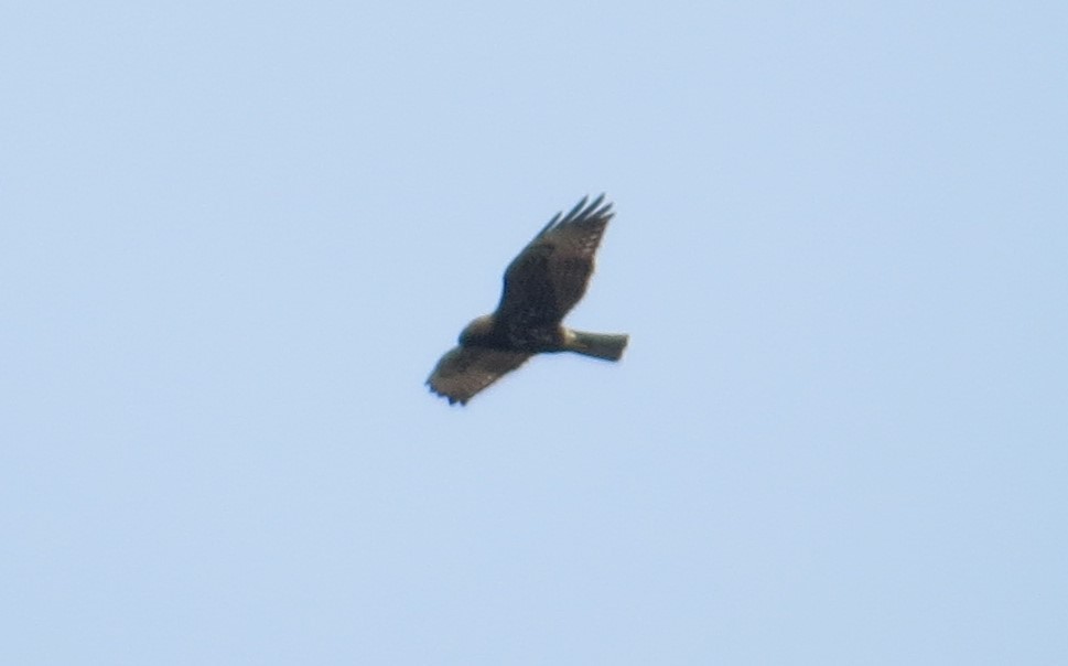 Short-tailed Hawk - "Chia" Cory Chiappone ⚡️