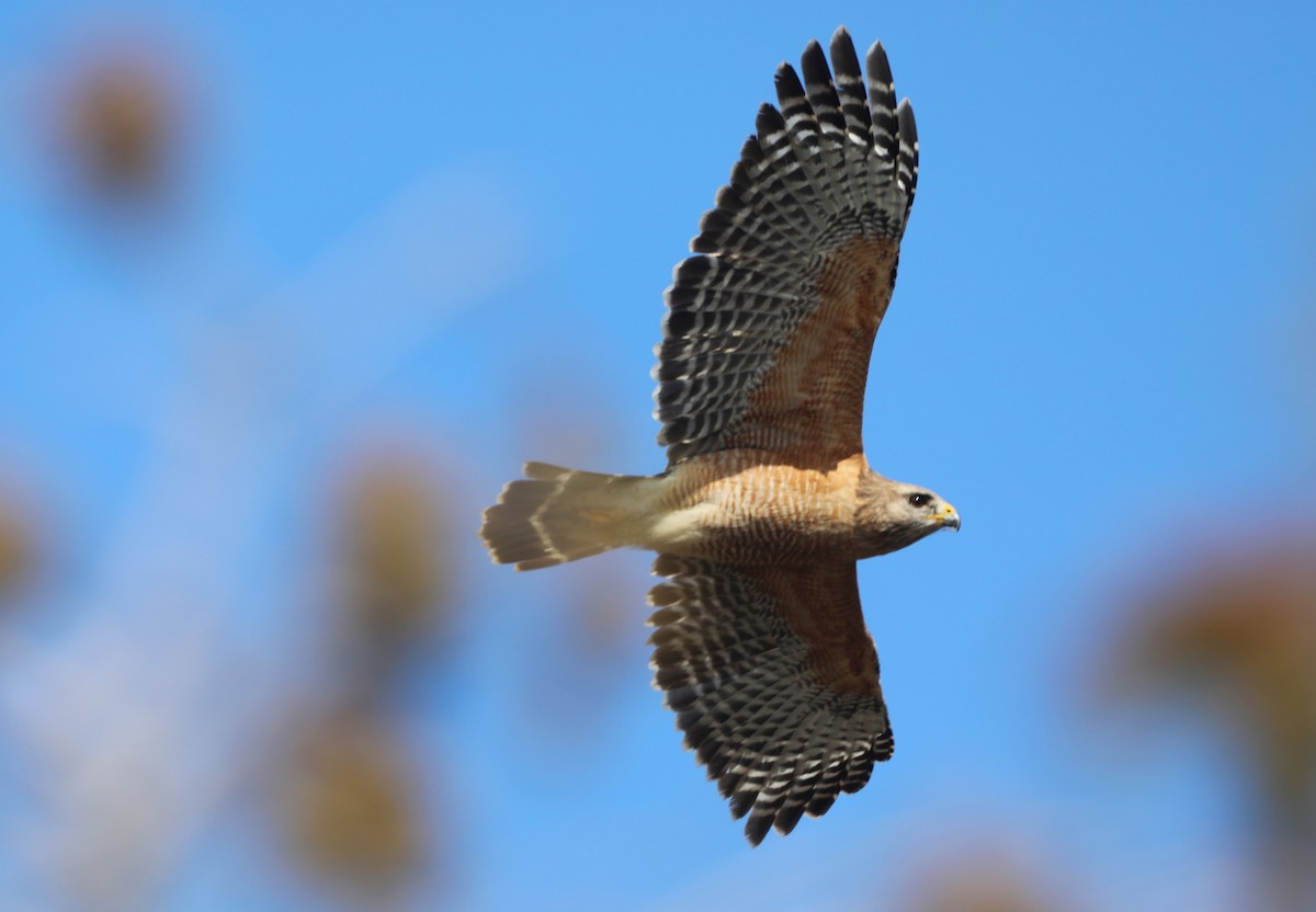 Red-shouldered Hawk - "Chia" Cory Chiappone ⚡️