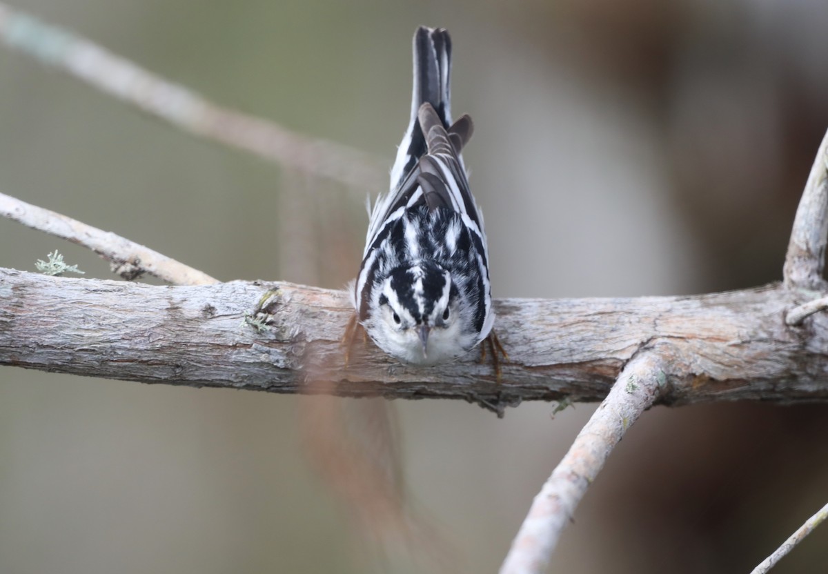 Black-and-white Warbler - "Chia" Cory Chiappone ⚡️