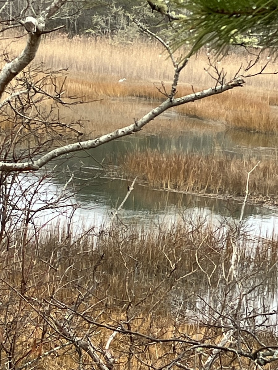 eBird Checklist 26 Dec 2023 Cape Cod Rail Trail, Wellfleet USMA 41