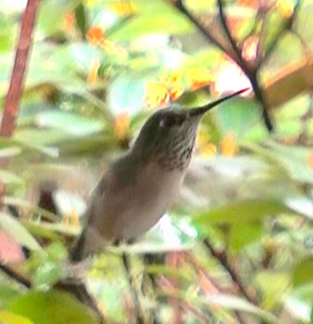 Calliope Hummingbird - ML612667858