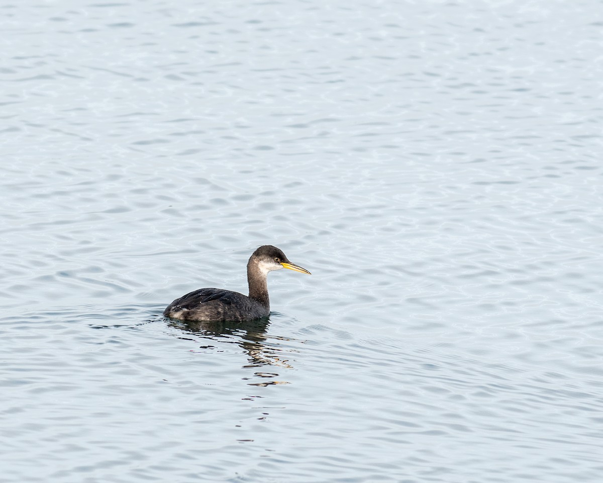 Red-necked Grebe - ML612667880