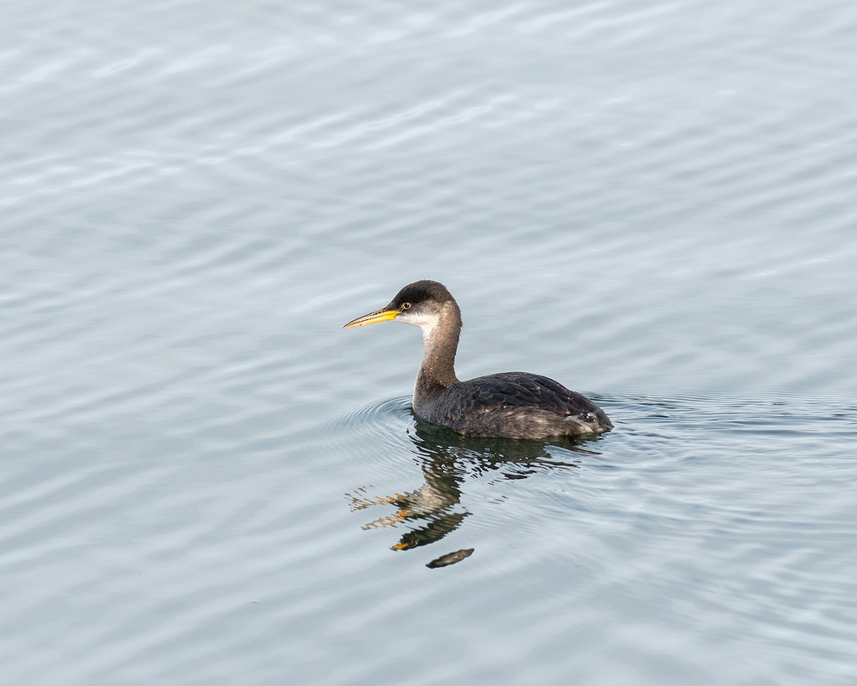 Red-necked Grebe - ML612667881