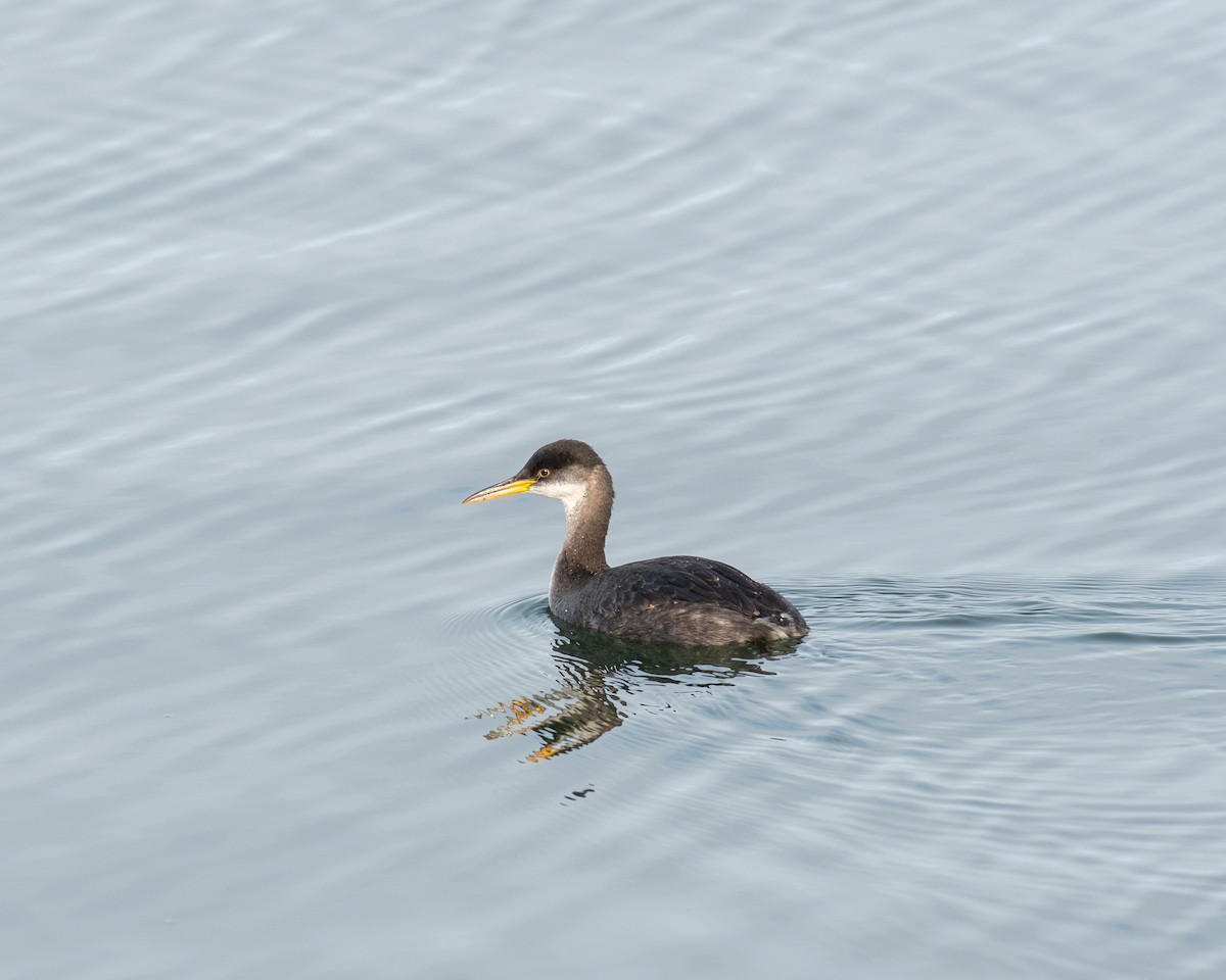 Red-necked Grebe - ML612667882