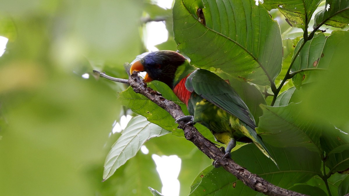 新幾內亞彩虹吸蜜鸚鵡 - ML612667914
