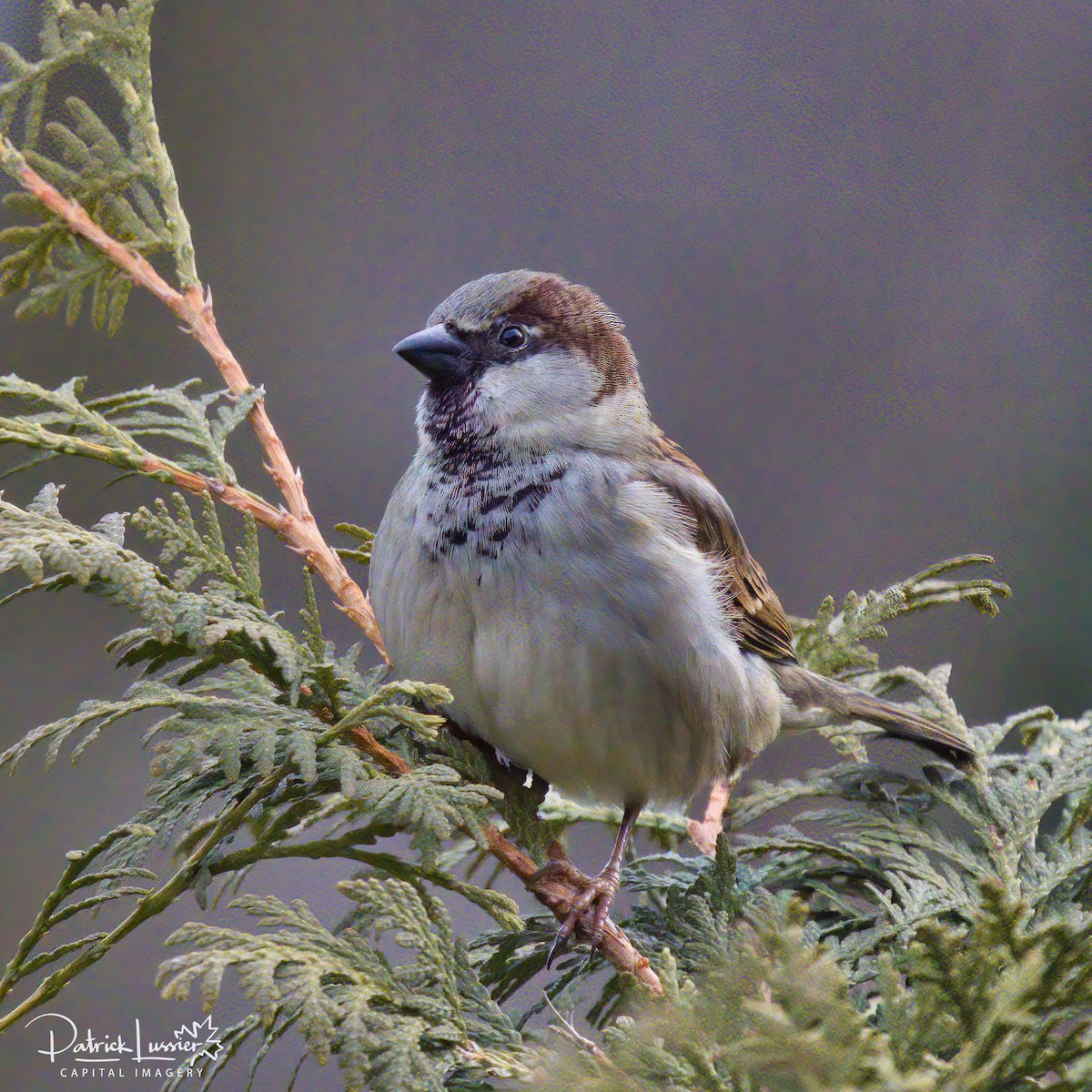 Ebird Checklist Dec Cole Ave Bird Feeder Species