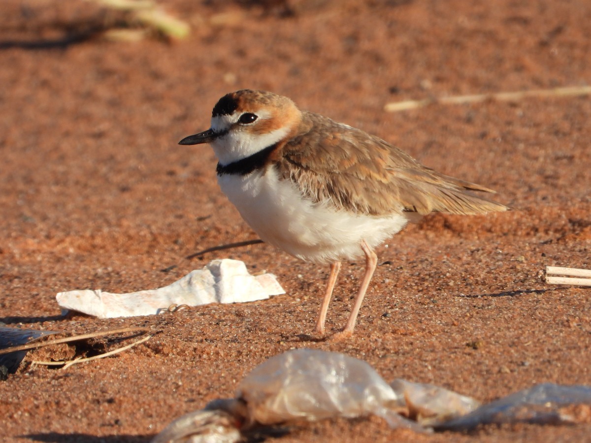 Collared Plover - ML612668333