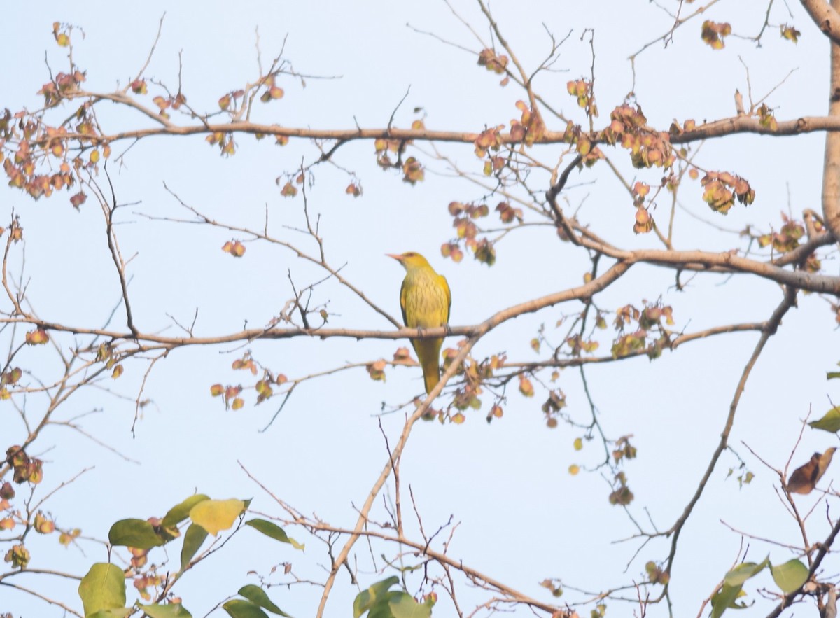 Indian Golden Oriole - ML612668402