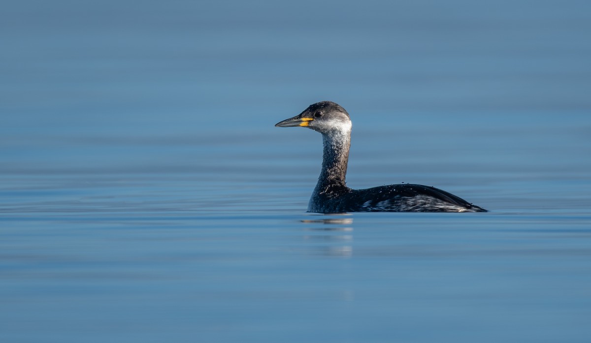 Red-necked Grebe - ML612669139