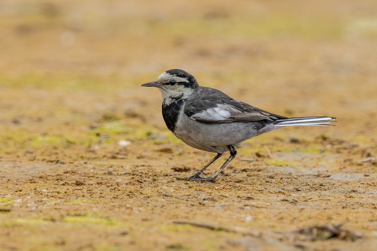 White Wagtail (Black-backed) - ML612669266