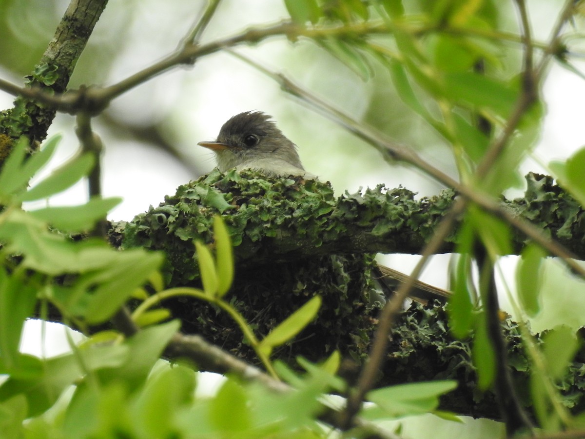 Southern Tropical Pewee - ML612669288