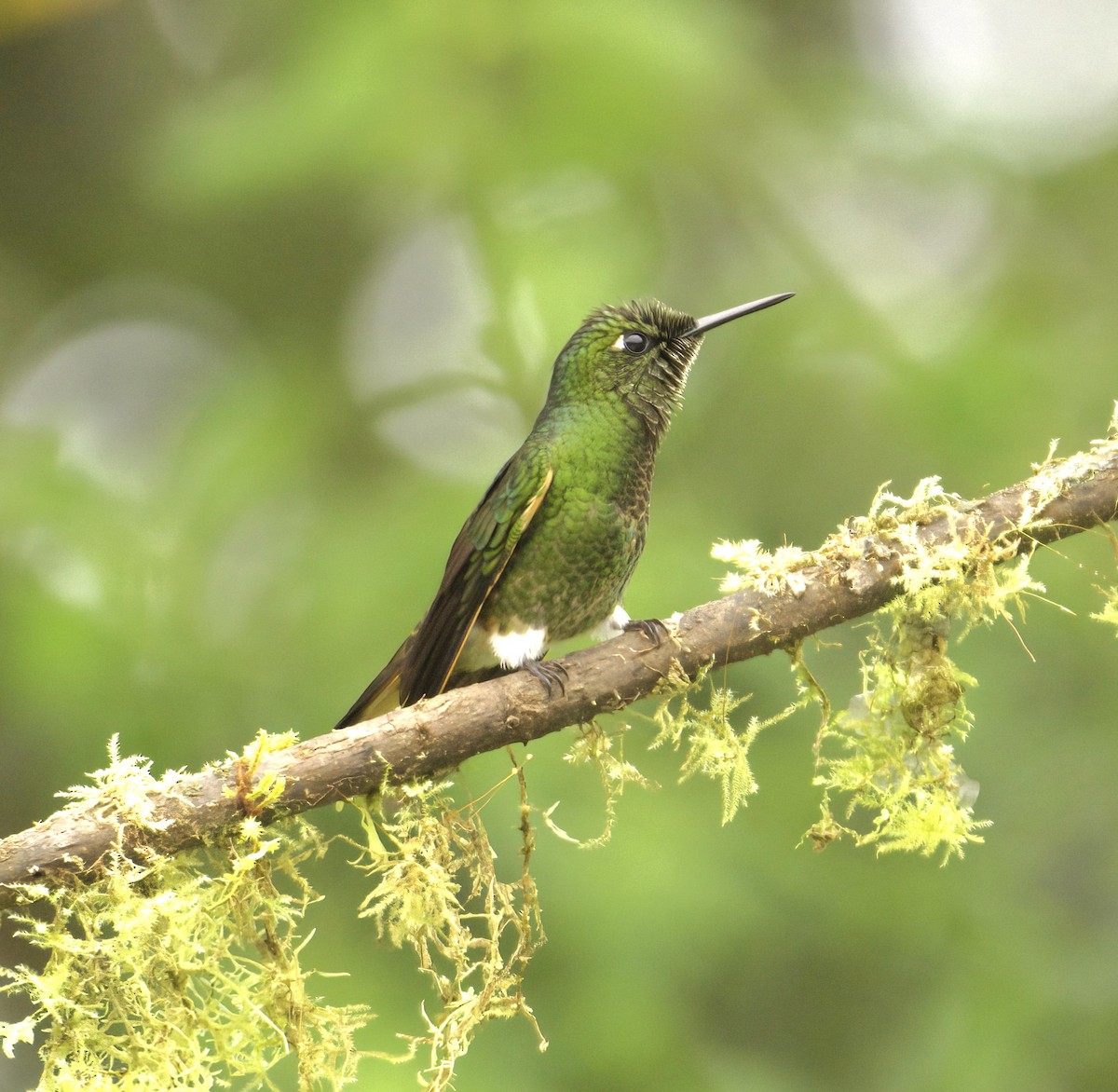 White-booted Racket-tail - Sue Riffe