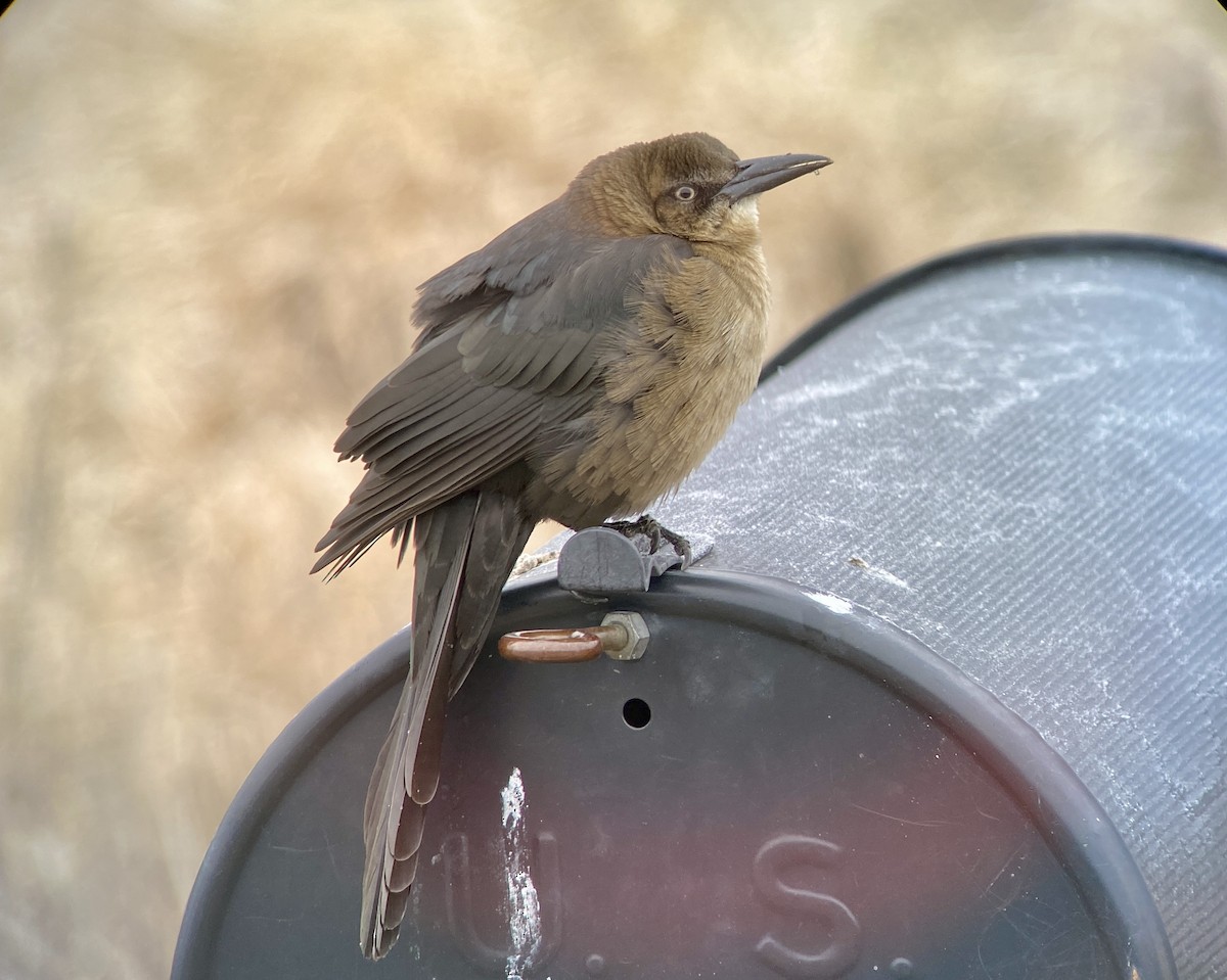 Great-tailed Grackle - ML612669451