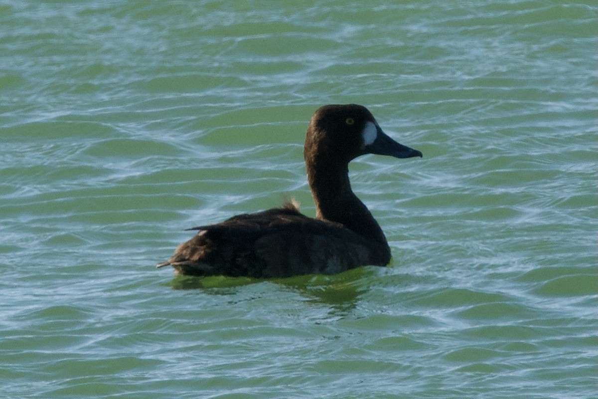 Greater Scaup - ML612669527