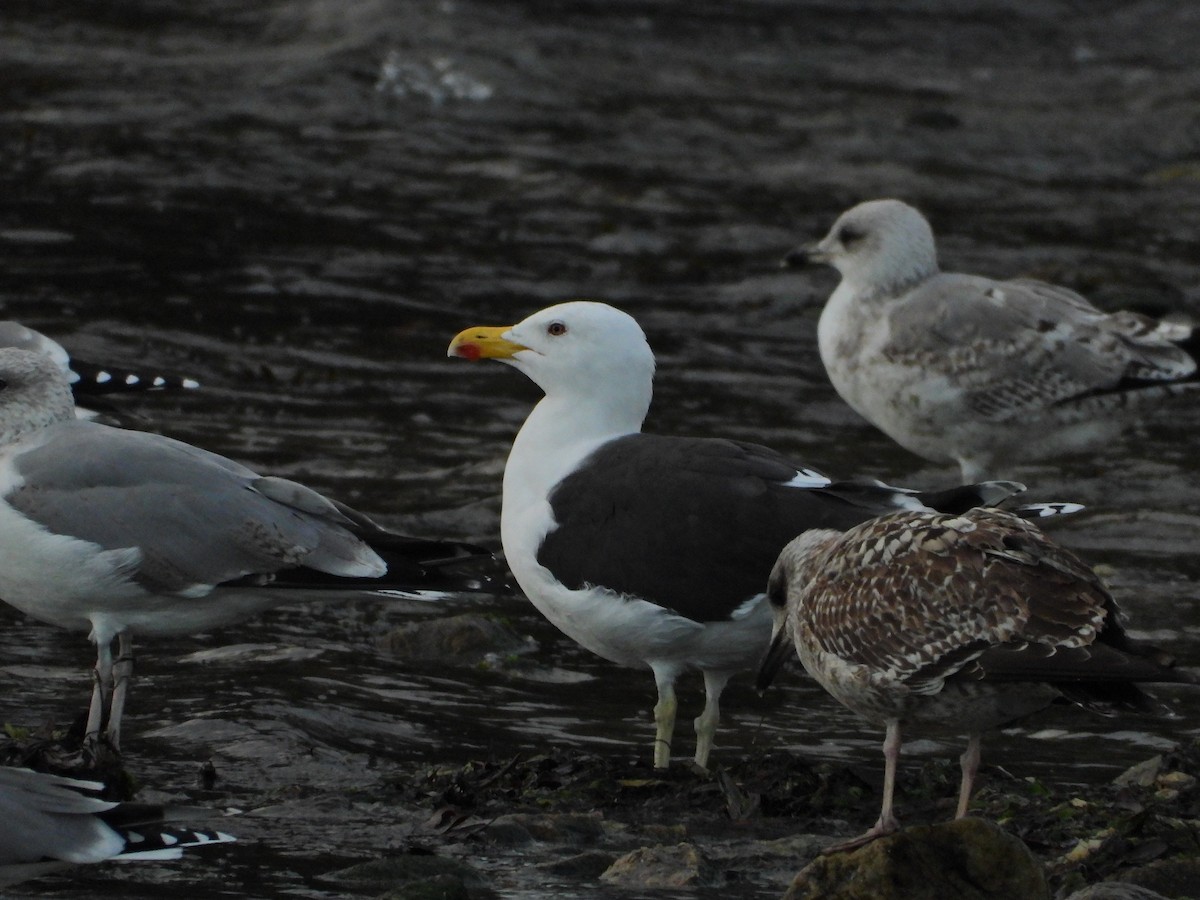 Great Black-backed Gull - Gonzalo Mucientes Sandoval