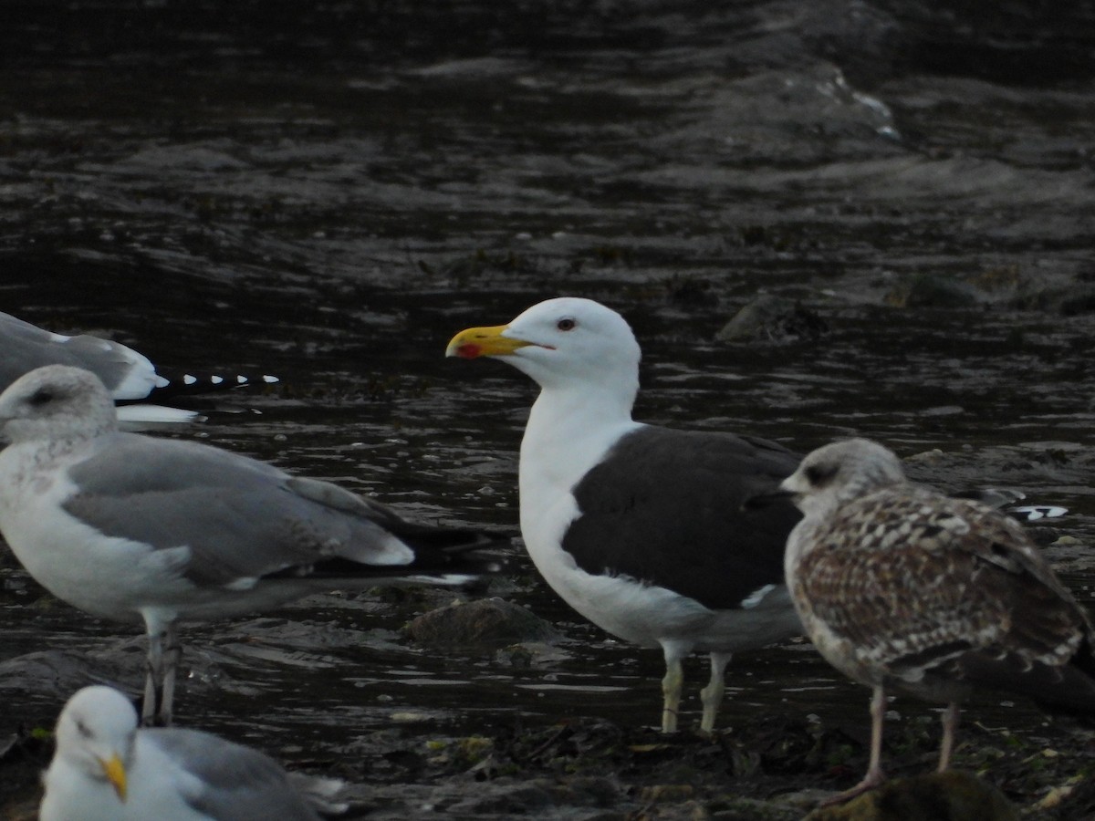 Great Black-backed Gull - Gonzalo Mucientes Sandoval
