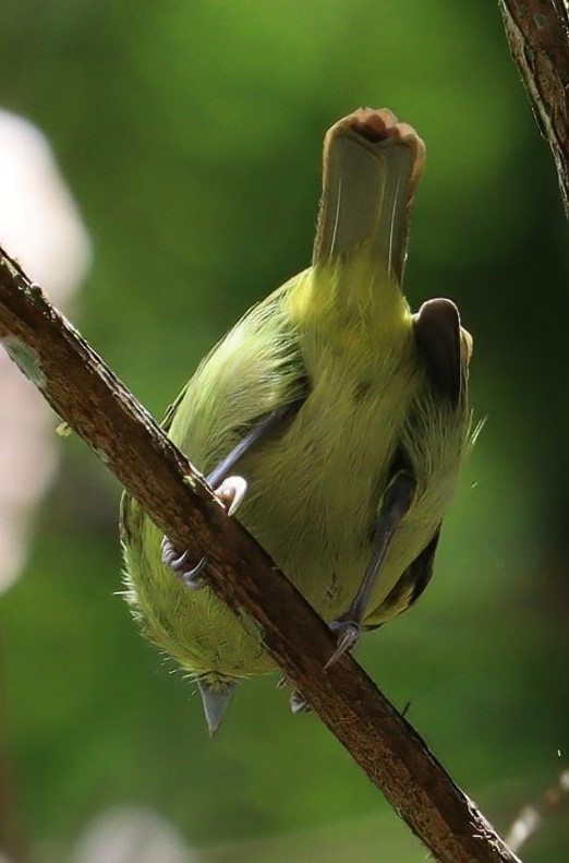 Yellow-browed Shrike-Vireo - Pete Shen