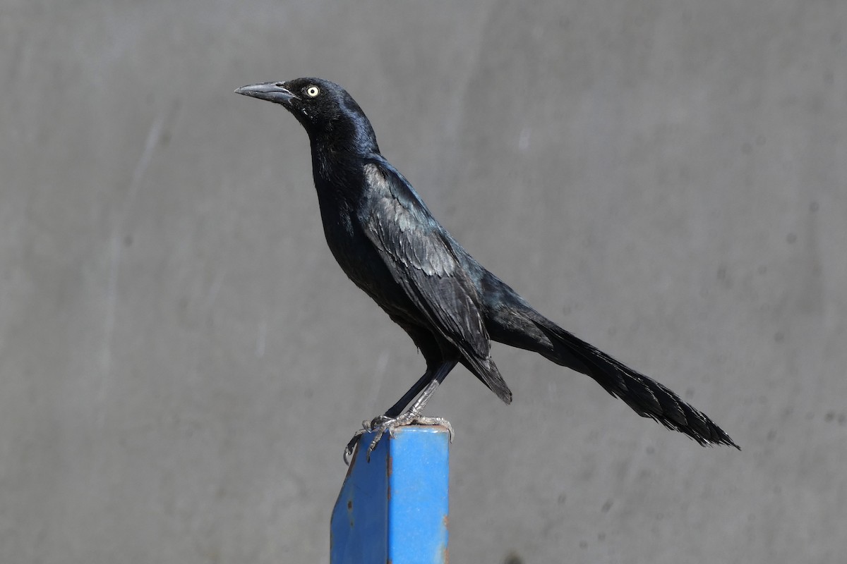 Great-tailed Grackle - ML612670191