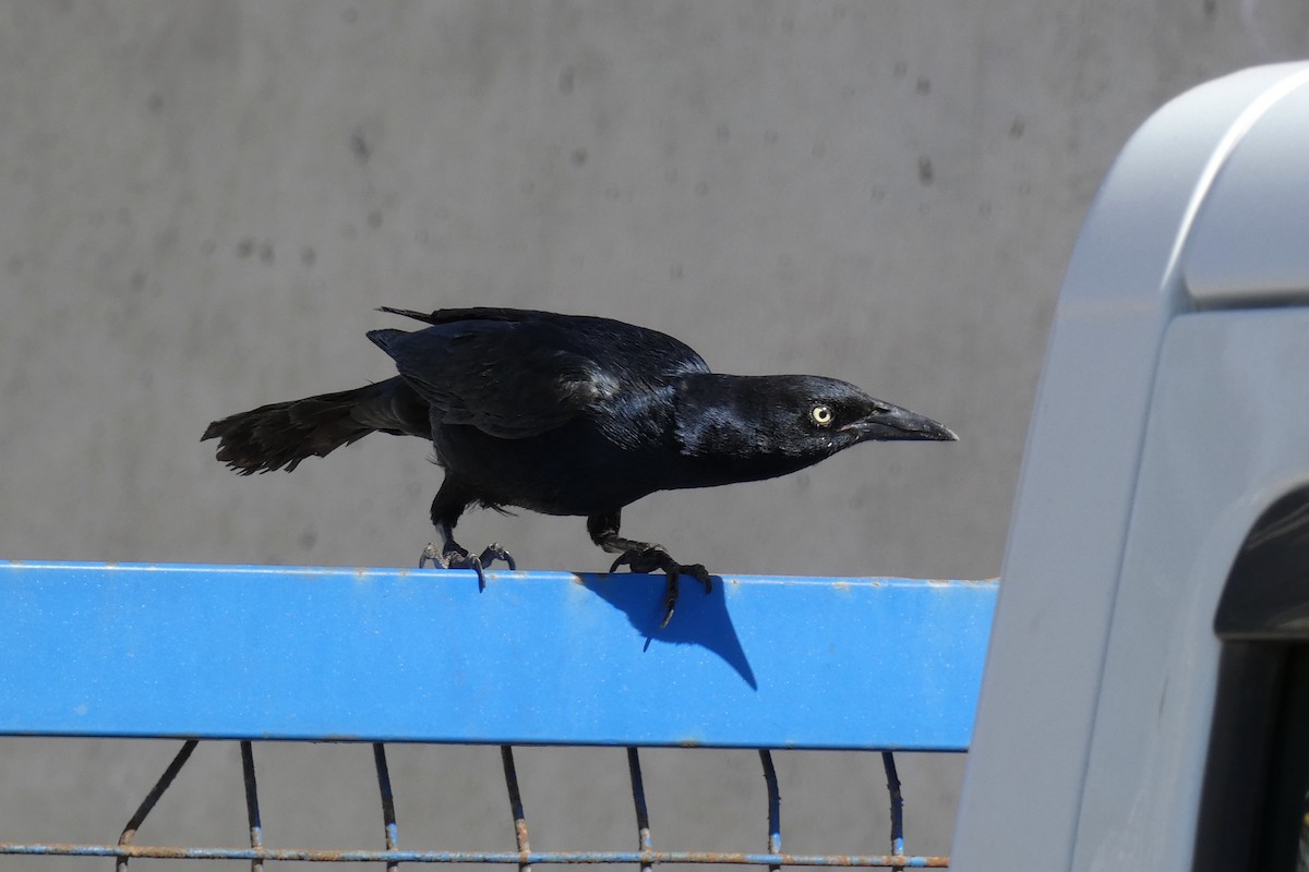 Great-tailed Grackle - ML612670340