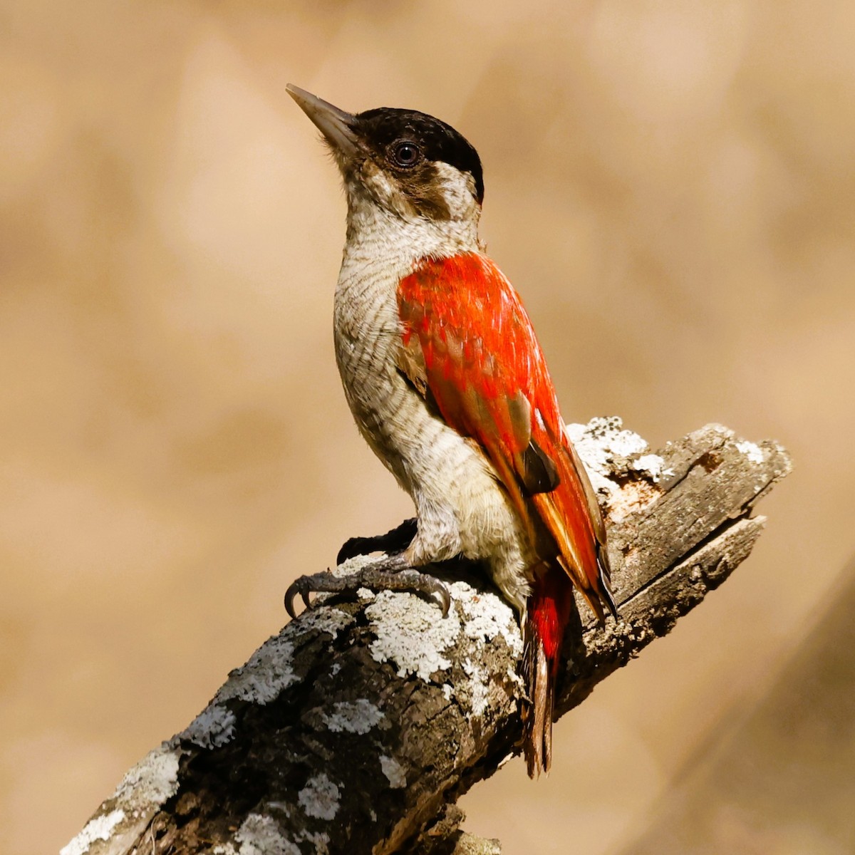 Scarlet-backed Woodpecker - John Mills