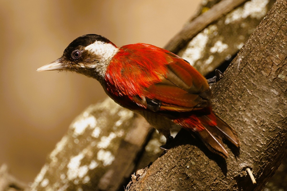 Scarlet-backed Woodpecker - ML612670769