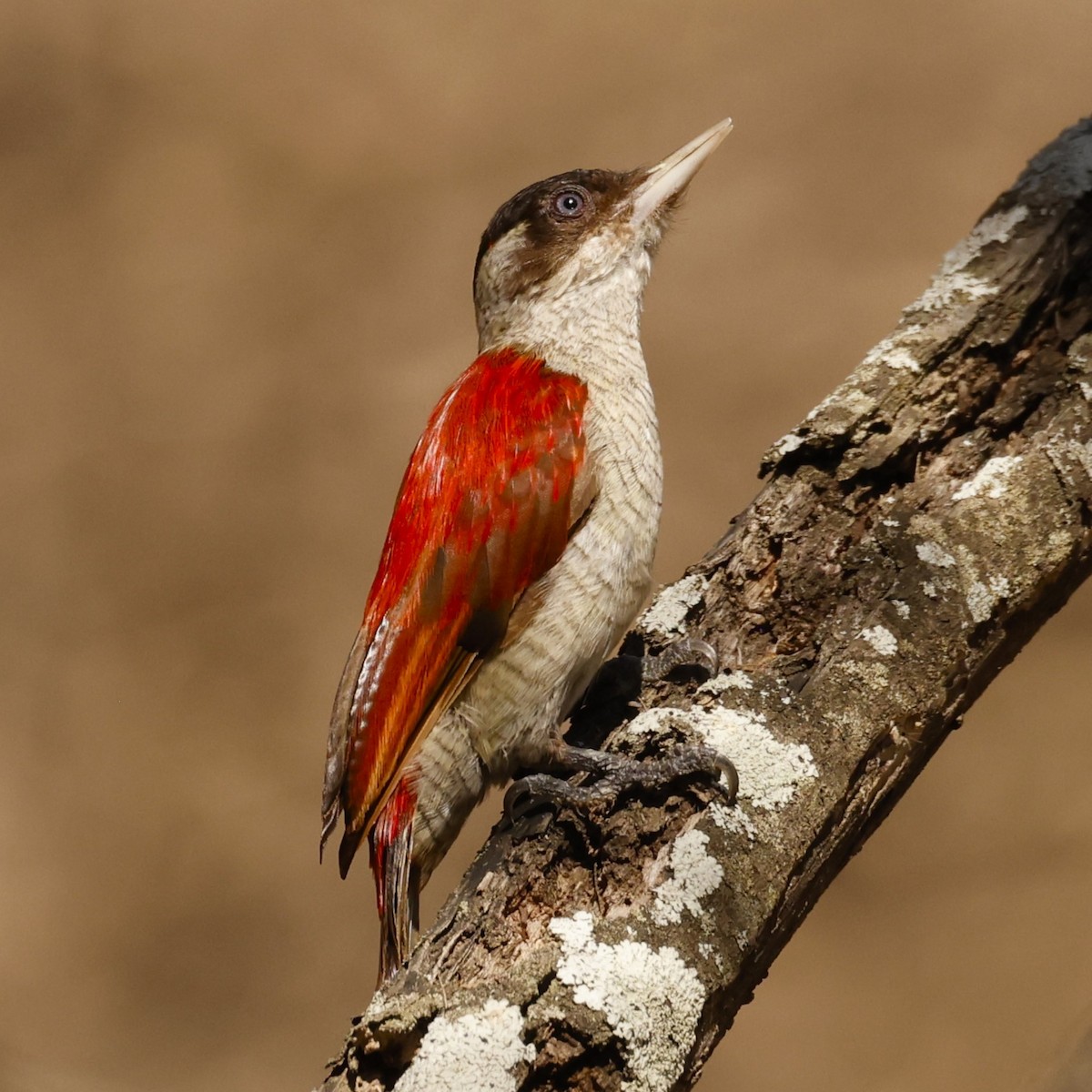 Scarlet-backed Woodpecker - ML612670770