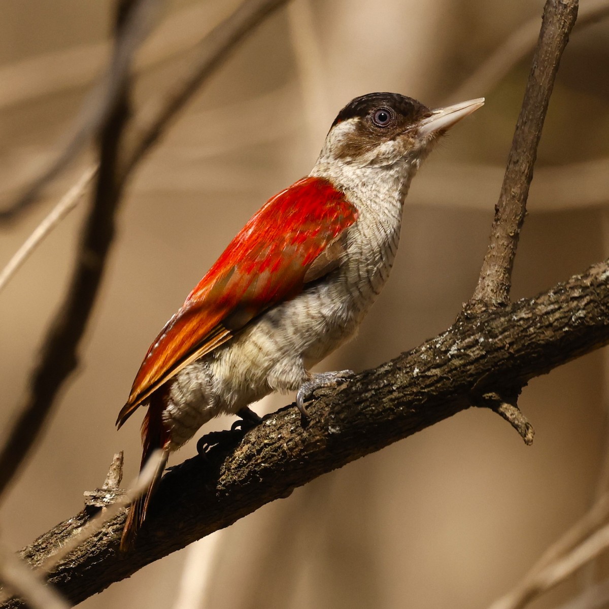 Scarlet-backed Woodpecker - ML612670771