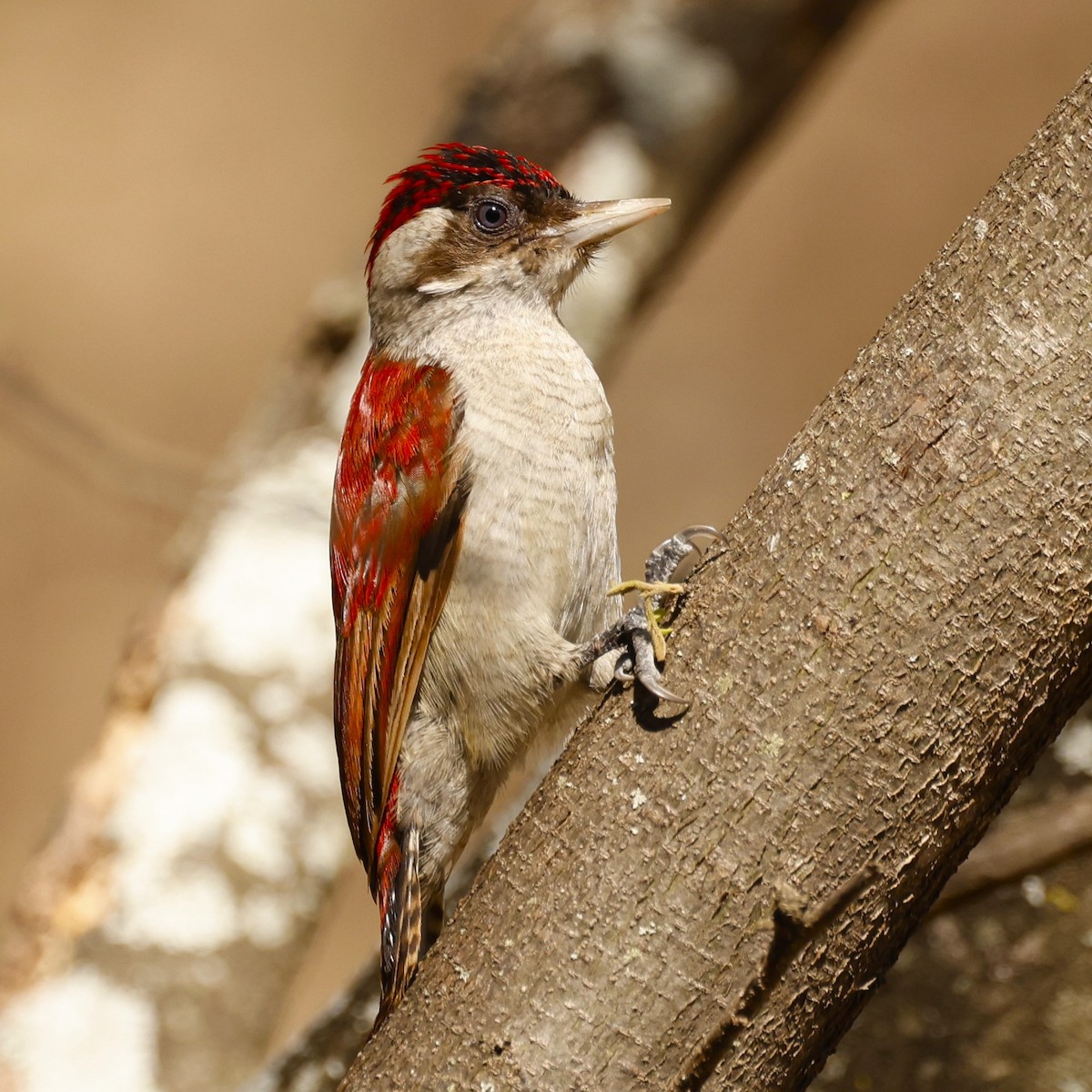 Scarlet-backed Woodpecker - ML612670772