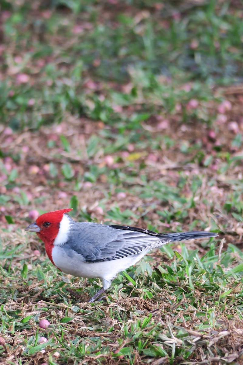 Red-crested Cardinal - Bert Bruggeman